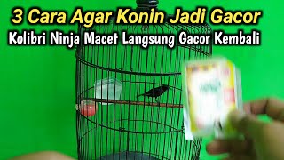 Konin Macet dengan 3 Cara ini Langsung Jadi Gacor [upl. by Henebry]