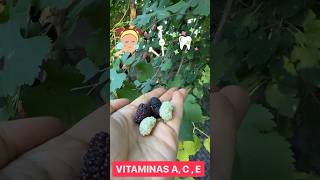 Este ÁRBOL Da KILOS De Fruta GRATIS y RÁPIDO La Morera [upl. by Snapp753]