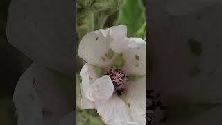 Althaea officinalis [upl. by Lairea]