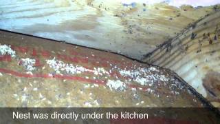 Odorous House Ants Under Insulation [upl. by Franzen3]