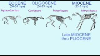 HORSE EVOLUTION OVERVIEW [upl. by Whitehouse]