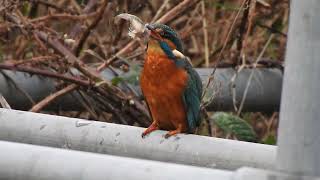 Kingfisher Tackling a Bullfish [upl. by Nerat153]