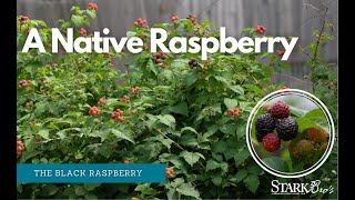 A Native Raspberry  The Black Raspberry [upl. by Bancroft453]