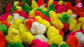 Many Coloured Chicken Baby Coloured Chicks Baby Chicken  Our Lifestyle [upl. by Laira]