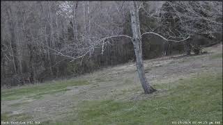 LIVE Deer Cam Virginia [upl. by Enyawed]