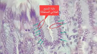 simple columnar epithelium [upl. by Pen]