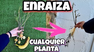 🌱 TODA PLANTA ENRAIZA Gracias a ESTO Enraizante casero para Árboles Cítricos Esquejes Ramas [upl. by Eedna]