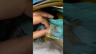 How does a growing tail feather look 👀 parrot shorts education nature [upl. by Ancelin]