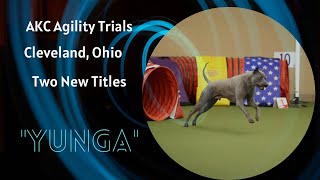 Thai Ridgeback Dog Agility Training [upl. by Ettelracs]