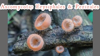 Ascomycota Erysiphales Pezizales  Fungi classification  Cup Fungi  lecture HarumkiAmma [upl. by Isak543]