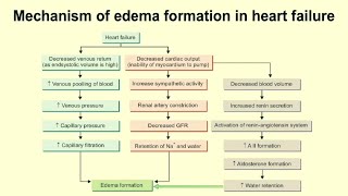 MECHANISM OF EDEMA FORMATION IN HEART FAILURE [upl. by Dijam]