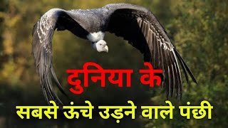 duniya ka sabse uncha udne vala pakshi  Discovery discovery channel gidh bird  gidh shorts [upl. by Adnana]