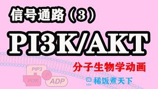 【分子生物学动画】PI3KAKT通路 信号通路（3） [upl. by Annabal]