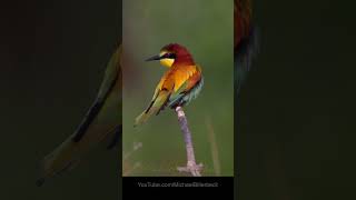 European Beeeater Birds BirdSounds [upl. by Raynor]