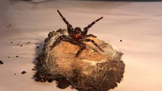 The Australian Funnelweb Spider with Craig Adams [upl. by Collbaith]