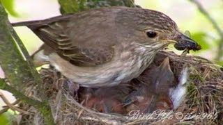 Lejsek šedýMuscicapa striataSpotted Flycatcher [upl. by Clifton944]