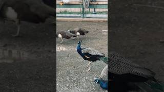 Peacock Bird Sounds 🦚 [upl. by Astera]