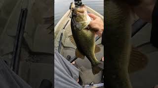 Early Morning Froggin🔥bassfishing fishing bass [upl. by Yhtrod]