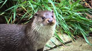 Lutra lutra  Linnaeus 1758 HD  Loutre dEurope  Parc Zoologique de Paris  042014 [upl. by Limann491]