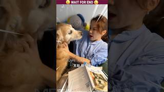 Micky 🐶 The dog  🐕  Funny  Part281 dog shorts shortvideo malayalam [upl. by Ettezel970]