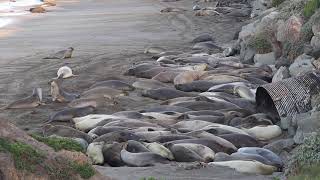 Very young elephant seal gather at the tunnel  March 2021 [upl. by Meehyr]