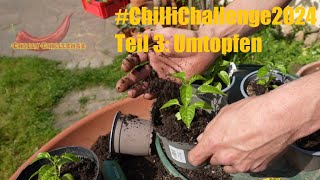 ChiliChallenge2024  Teil 03 Umtopfen der Challenge Chilis [upl. by Wilfred]