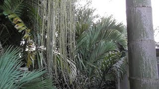 Dypsis decipiens update 2017 [upl. by Marmion]