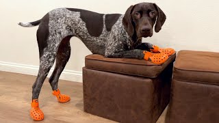 My Dog Tries On Dog Boots For The First Time  German Shorthaired Pointer  GSP Dog Vlog [upl. by Kulsrud]