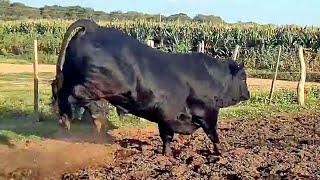 Brangus Bull from Cabana El Arabe Argentina [upl. by Yt]