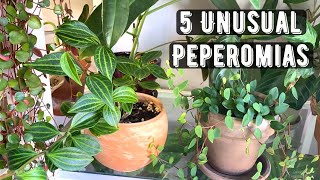 5 Unusual Peperomias [upl. by Wickner554]