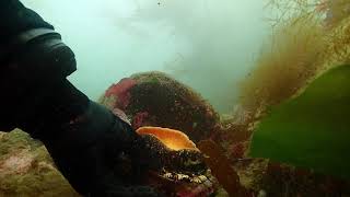 Sea star used to safely remove abalone from rock [upl. by Ronalda]