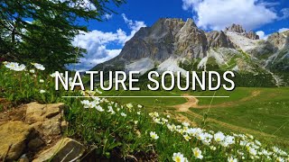 🌳 Serene Meadow Bliss Birds Singing Gentle Breezes and Soothing Nature Sounds for Relaxation 🦋 [upl. by Bergmans539]