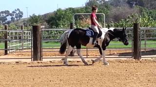 EPSM Snickers at the walk and trot under saddle [upl. by Sperling]