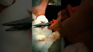 Why are rabbits teeth cut every three months shorts viral viralshorts rabitt [upl. by Hayes944]