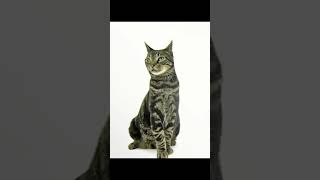 American Shorthair Cat Breed 7 [upl. by Supat]