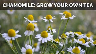 How to Grow Chamomile From Seed And Make Your Own Tea [upl. by Merralee]