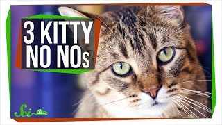 3 Things Your Cat Should Not Be Doing [upl. by Edric796]