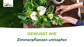 GEWUSST WIE Zimmerpflanzen ganz einfach umtopfen [upl. by Bulley]