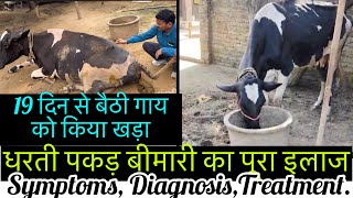 Downer cow syndrome l dr Umar khan [upl. by Gradey]