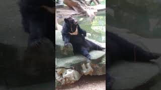 Asiatic Black Bear Nanning Zoo Guangxi China [upl. by Ahcsap]