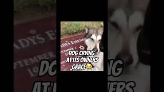 Dog crying at its owners gravedogsadforyou [upl. by Domella]