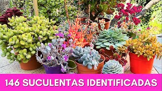 146 SUCULENTAS IDENTIFICADAS  Nombres Cientificos [upl. by Haneehs]