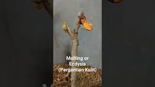 MoltingEcdysisPergantian Kulit [upl. by Maril]