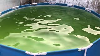 Como usar sulfato de alumínio em piscina de plástico com água verde [upl. by Sumahs]