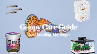 GUPPY CARE GUIDE  Care  Breeding  Life Stages [upl. by Eloci]