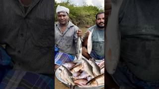 Thenpennai River Side Fish Catching [upl. by Essam]