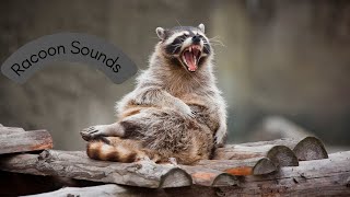 Racoon sounds  Listen to the Amazing Sounds of the Raccoon [upl. by Anelam5]