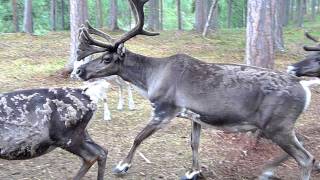 Rentiere in Lappland Finnland [upl. by Nirtak989]