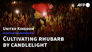 The Rhubarb renaissance one family farm cultivates its crop by candlelight  AFP [upl. by Deenya]