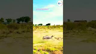 Hyena and Bison Fighting 😀 Shorts animals wildlife bison hyena shorts funny [upl. by Teiluj]